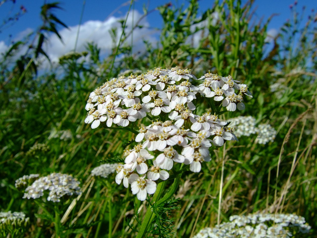 Achillea millefolium