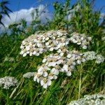 Achillea millefolium